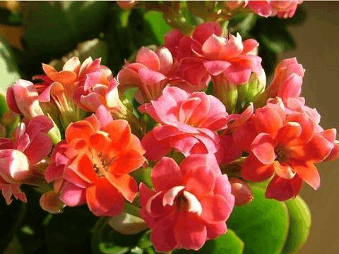 趁年底养这“3种”花, 外面冷风屋内赏花, 能开整整一冬!