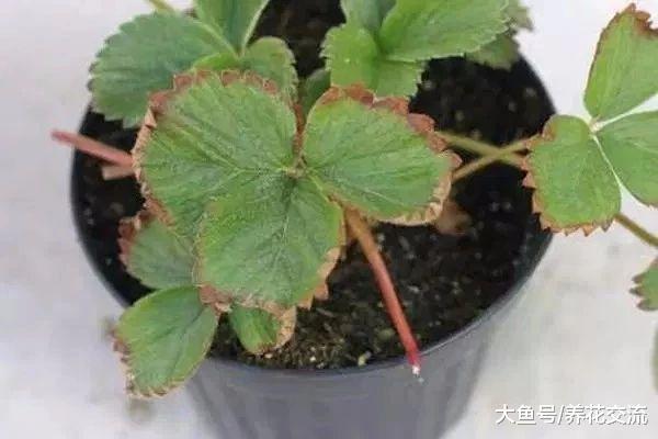 家里盆栽养护的植物叶子变成棕色, 叶尖发黄要怎么办?
