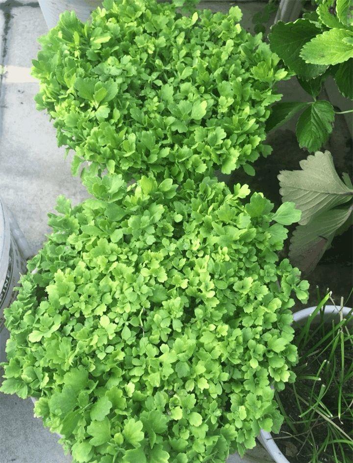 给三角梅剪几刀, 1年爆3次, 各个都是大花球!