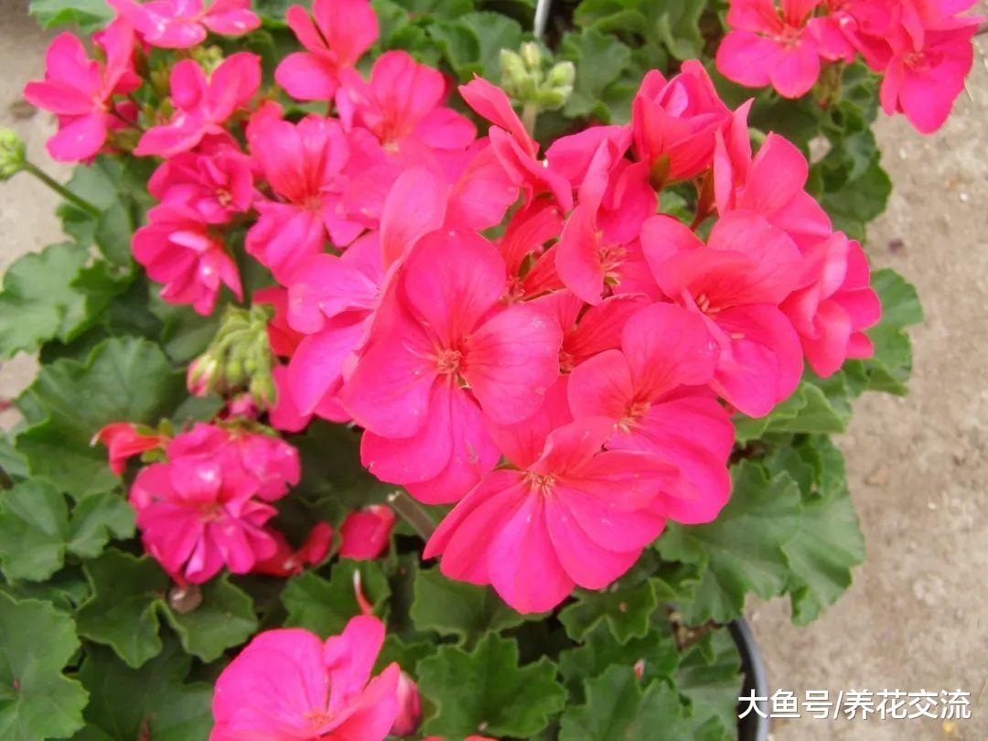 8种养在花盆里就能四季连续不断开花的植物, 新手也能养好