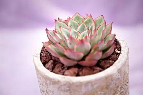 花月夜、月光女神、吉娃娃总是分不清? 可不要再被忽悠了!