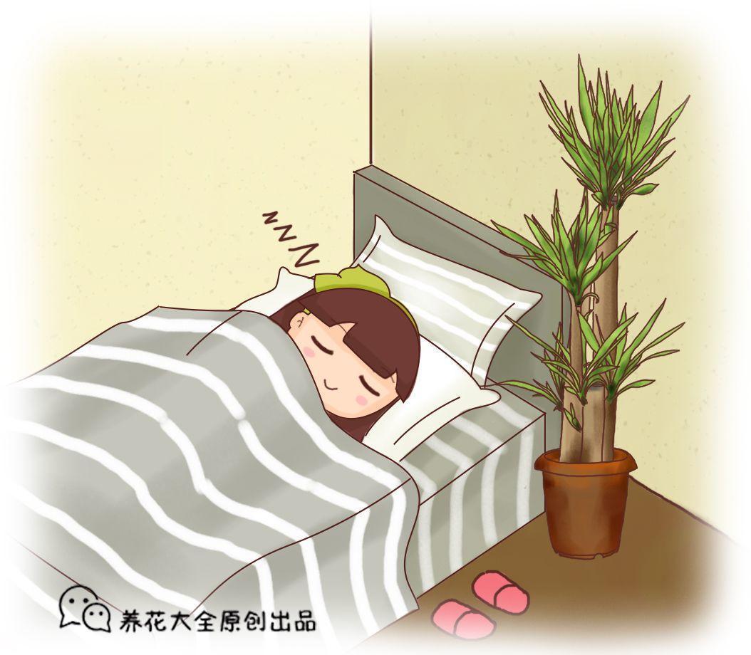 天气越来越干燥, 家里水仙别乱养, 小心晚上睡不好!