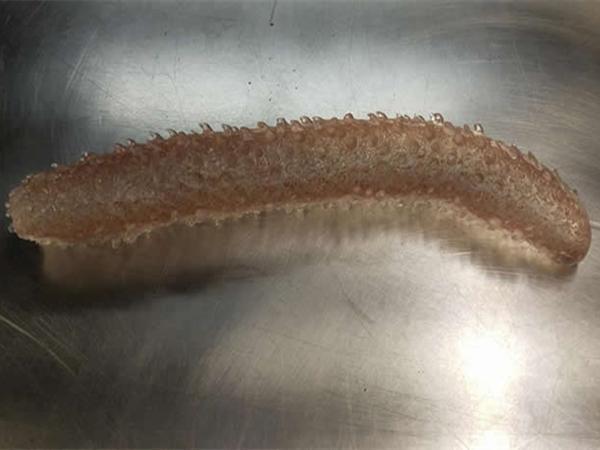 海滩边出现大量海洋物体, 当地科学家为此摸不着头脑