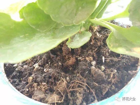 最全养花口诀! 10秒就学会, 长寿花越养越茂盛!