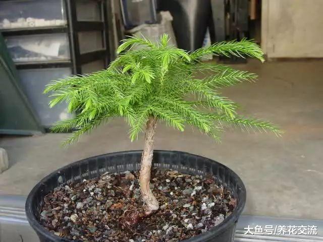特别容易栽培的南洋杉盆栽, 在房间里也能保持常年翠绿