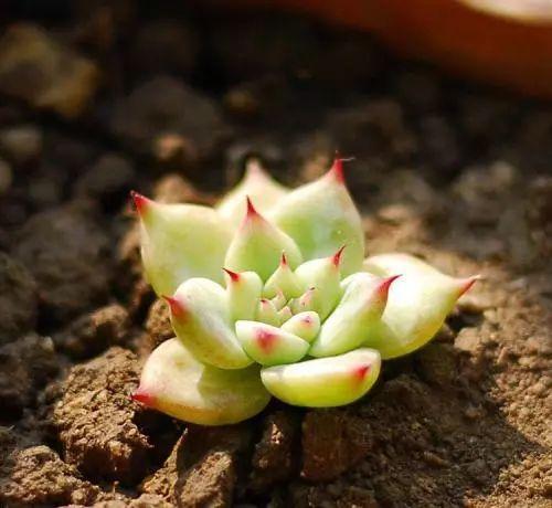 花月夜、月光女神、吉娃娃总是分不清? 可不要再被忽悠了!