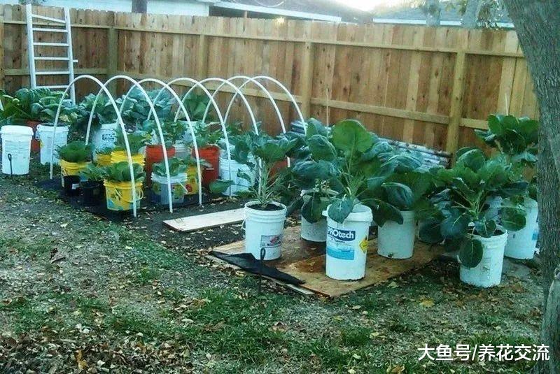 朋友用这5种大容器栽种蔬菜, 家里人都不用怎么买菜了