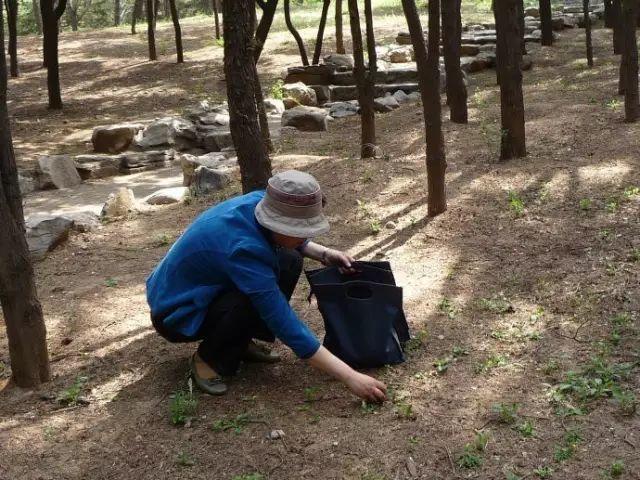 这种肥料遍地是, 捡点回来浇花, 比淘米水还管用!