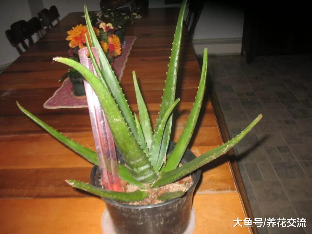 想要养好盆栽芦荟就需要注意的几个技巧, 室内养护的最佳秘诀