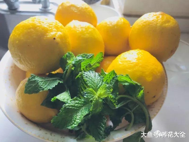夏天大家都喜欢种薄荷, 你家种的是哪种?
