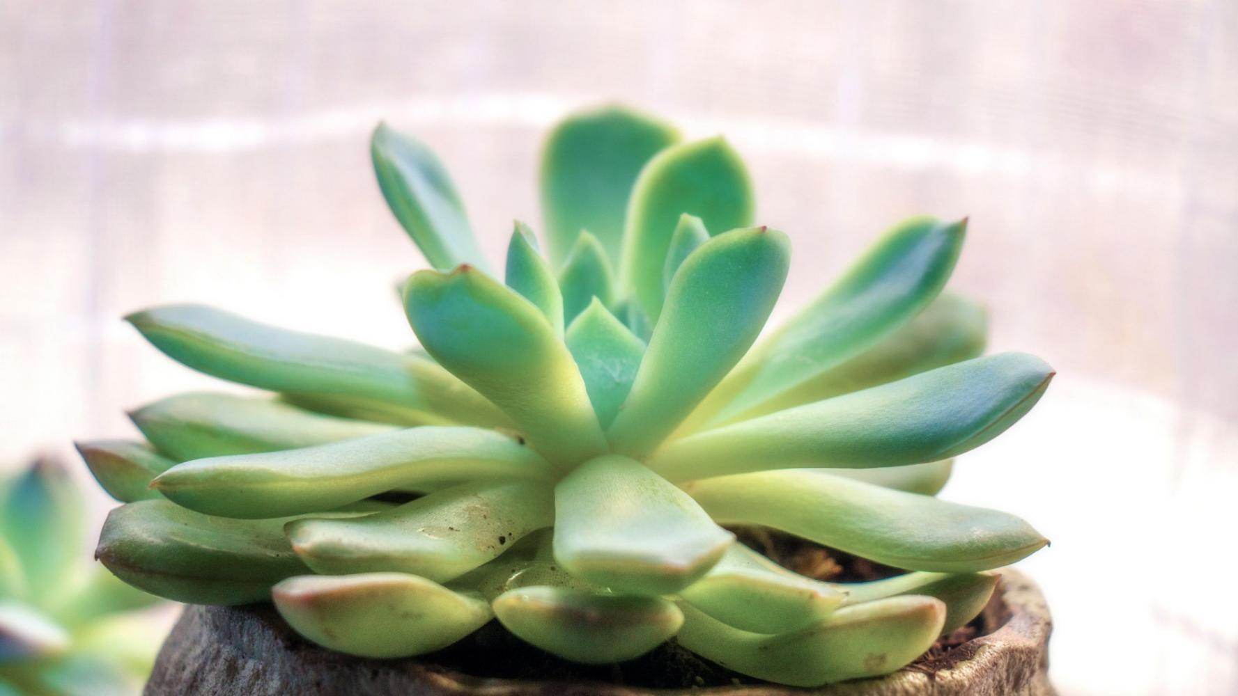 新买来的植物需不需要马上换盆?