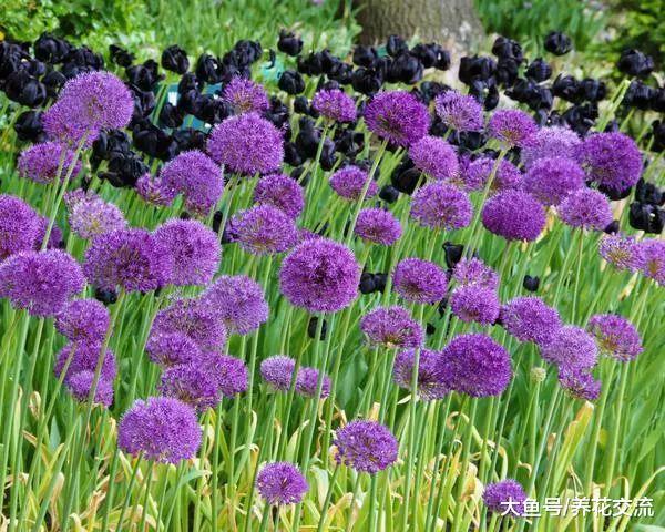 在院子里种满这些用来观赏的葱, 比郁金香和风信子还好看