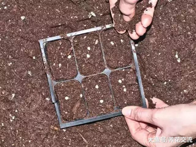 室内播种要注意这些事项, 保证每种植物花卉更好地进行培育