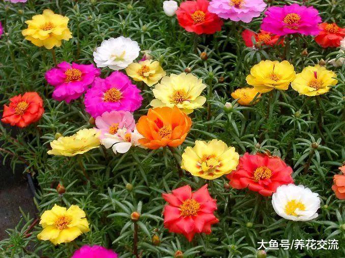 最常见的几种草本观赏盆栽小花, 适合养在有光照的阳台上