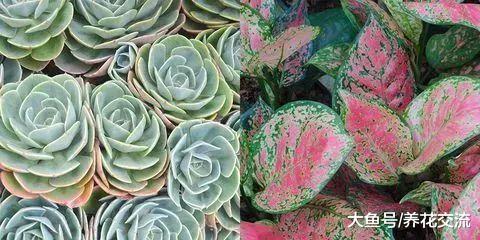 养不活多肉植物的园艺新手, 你可以养这些这些室内植物