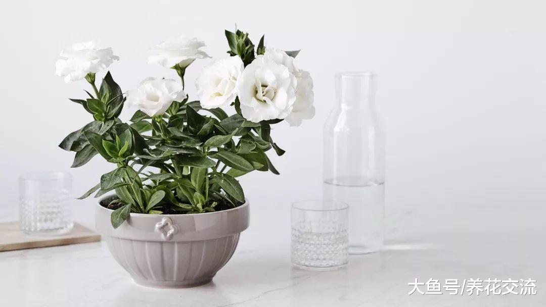 5种净化空气非常好的盆栽植物, 养在室内能改善空气质量