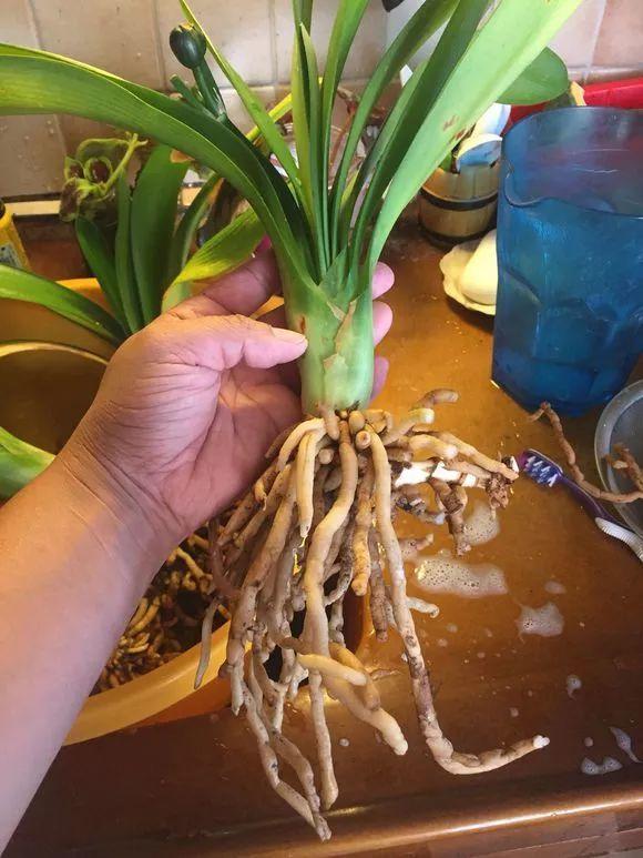 5块钱买1棵君子兰, 砍1刀冒出3个新芽, 变成群兰撑破盆!