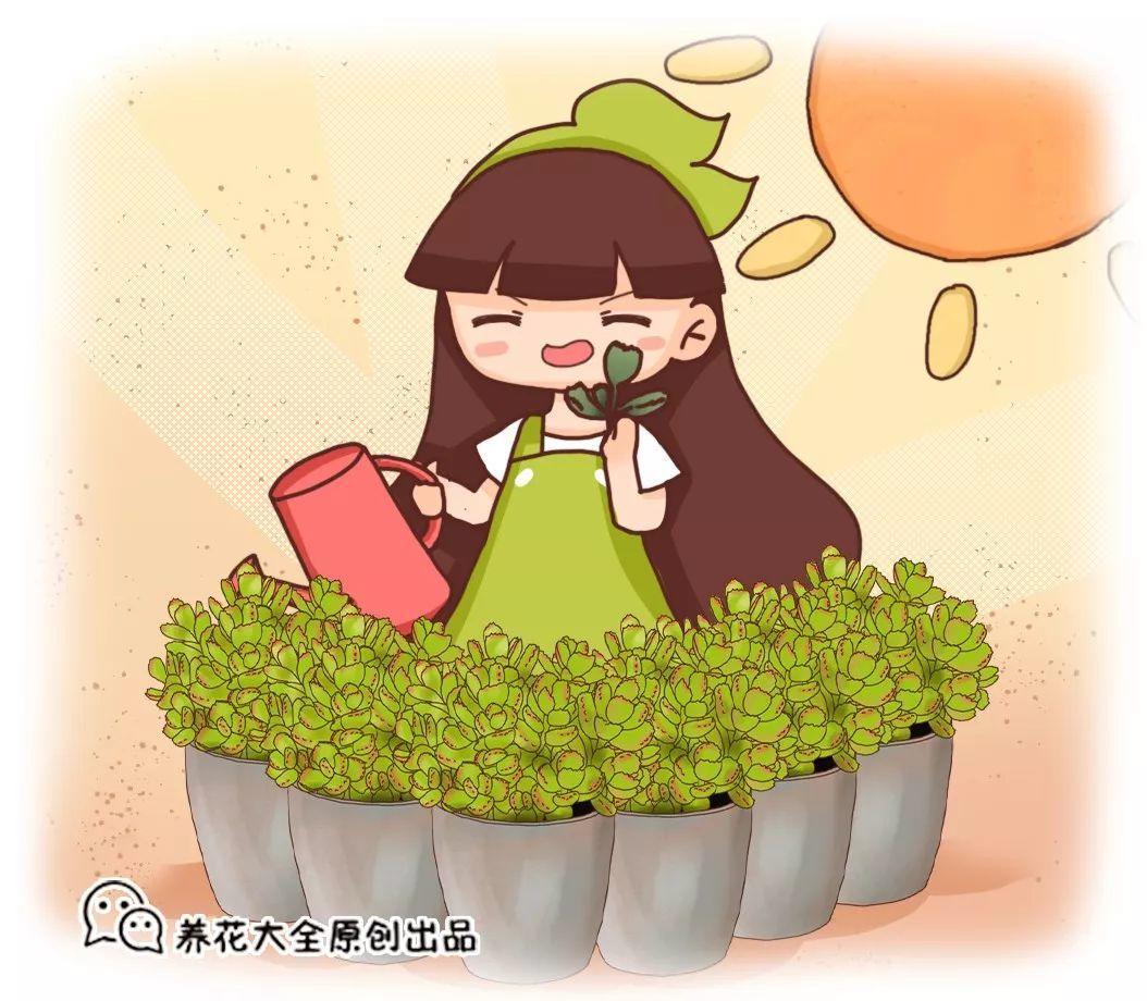 熊童子夏天这么养, 取1枝变10盆, 立马变成熊森林!