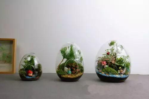 这些植物养在玻璃箱里能美出天际, 看一眼绝对忘不掉!