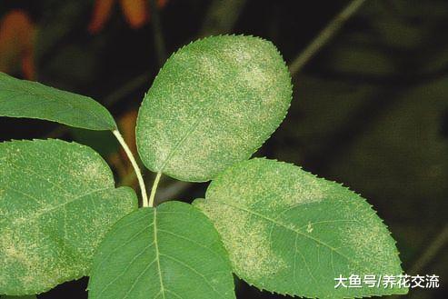 家里养的植物很容易感染红蜘蛛, 可以用这些方法防治