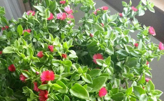 养花就养这种“吊兰”, 能开“小红花”, 能做菜吃, 多功能花卉