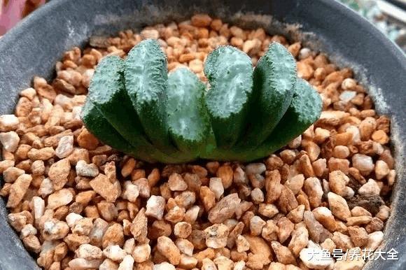 中年大叔痴迷多肉, 养得比亲儿子还胖!