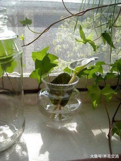 水培的植物应该如何施肥, 有什么需要注意的地方?