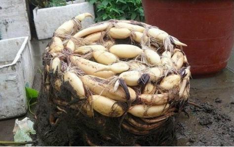 男子养了两年的莲花枯萎了。男子将其清理后懵了。