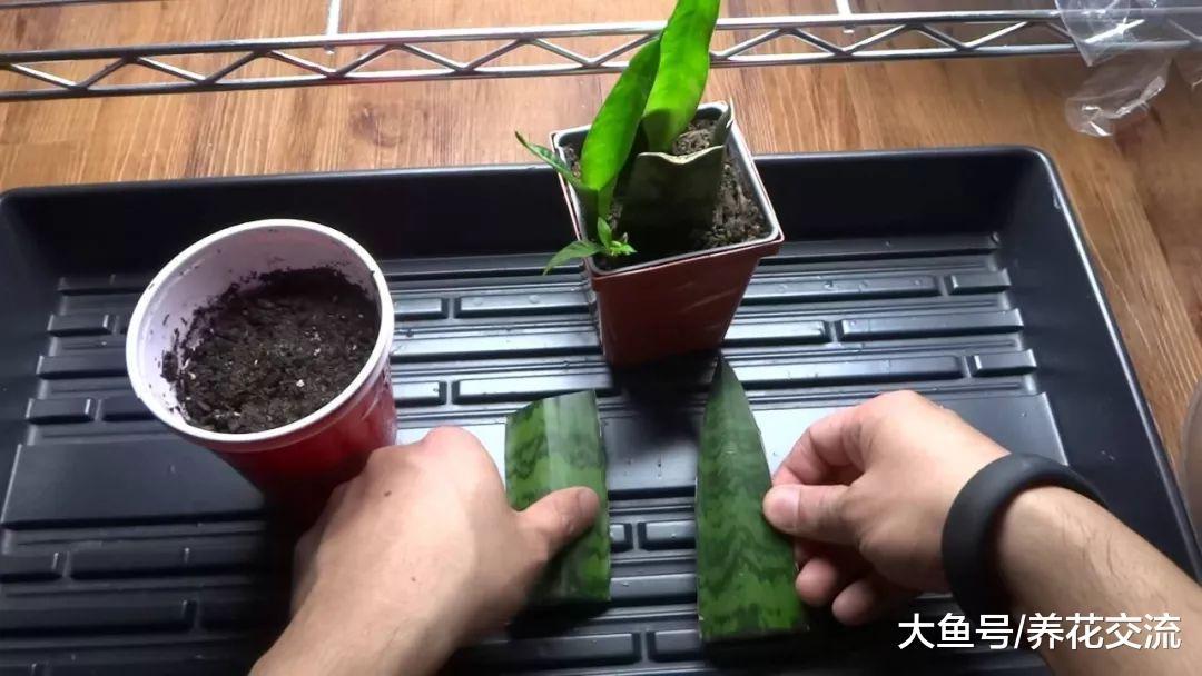 室内盆栽养护虎皮兰要多久才需要换盆一次呢?