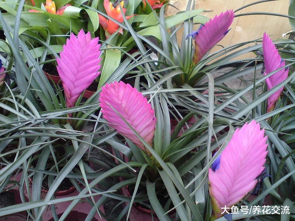 紫凤梨的花朵为什么那么快凋谢, 有什么养护的秘诀?