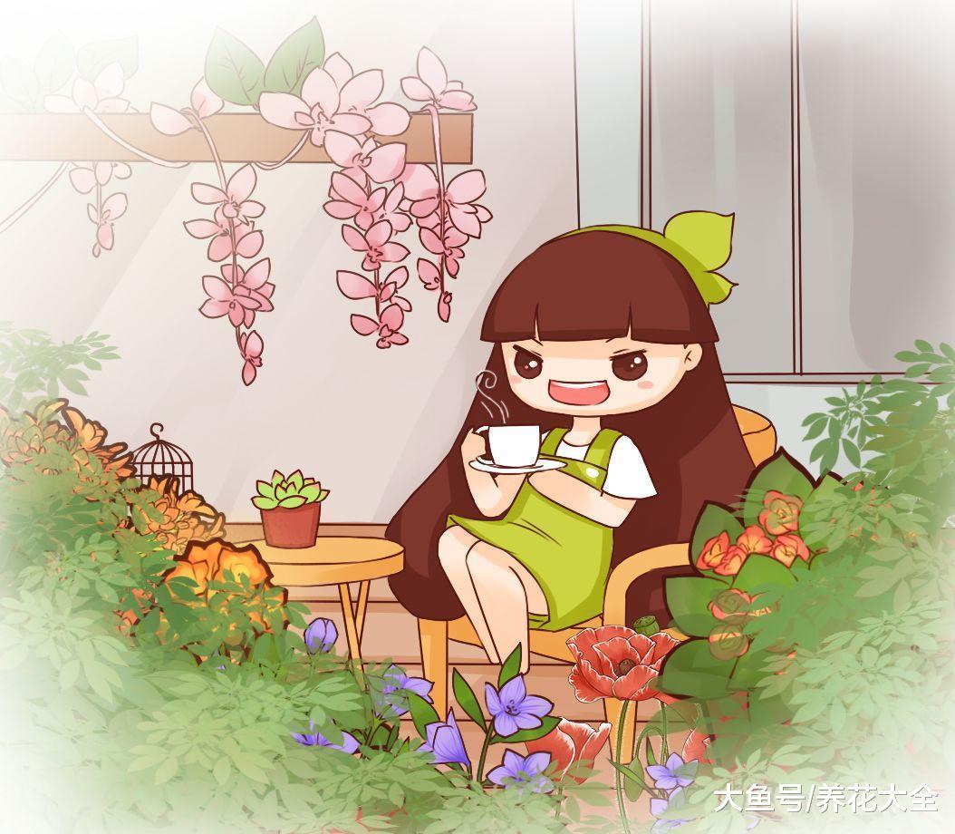 花期超长的10盆花, 养1盆全年有花赏!