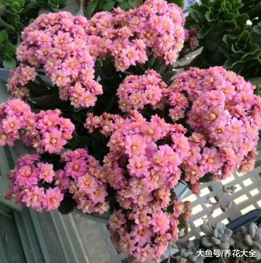 长寿蟹爪兰开花后剪1刀, 养1盆旺1盆, 想咋开就咋开!