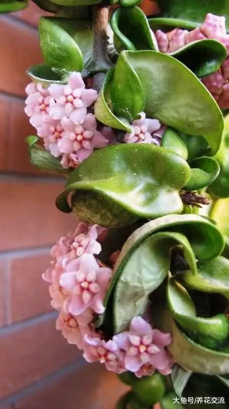 没想到球兰还有卷叶的品种, 养成吊盆植物观赏性提高一个档次