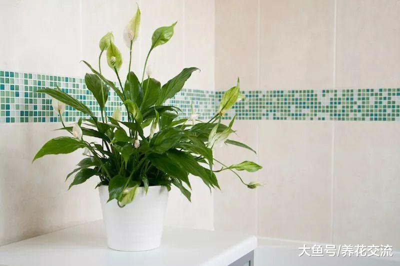 这7种室内植物特别容易养护, 很难被养花新手弄死