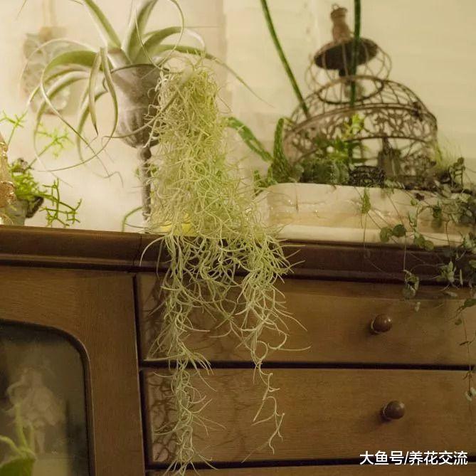 6种长相奇特的室内植物, 有些你都可能没听说过
