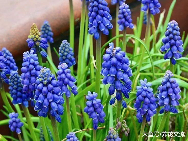 适合种在家里的几种蓝色花卉, 你更喜欢哪一种呢?