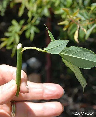 用玫瑰枝条扦插繁殖出来的盆栽小幼苗, 秋季也能进行