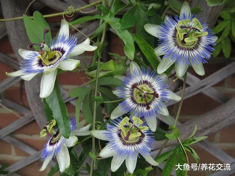 这五种多年生的爬藤花卉适合养在阳台, 可以保持全年花开不断