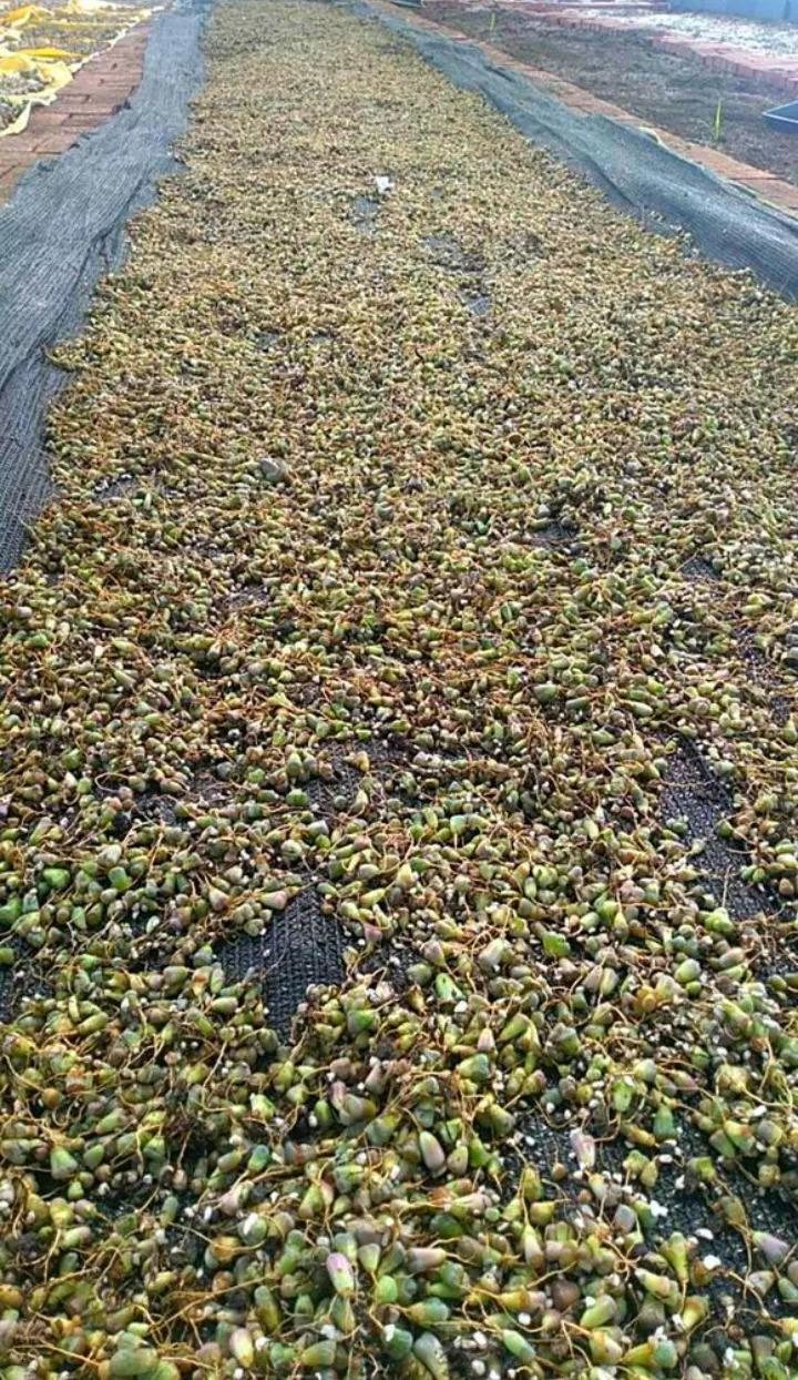 台风加暴雨, 30万棵多肉被淹, 一夜之间变的皱巴巴!