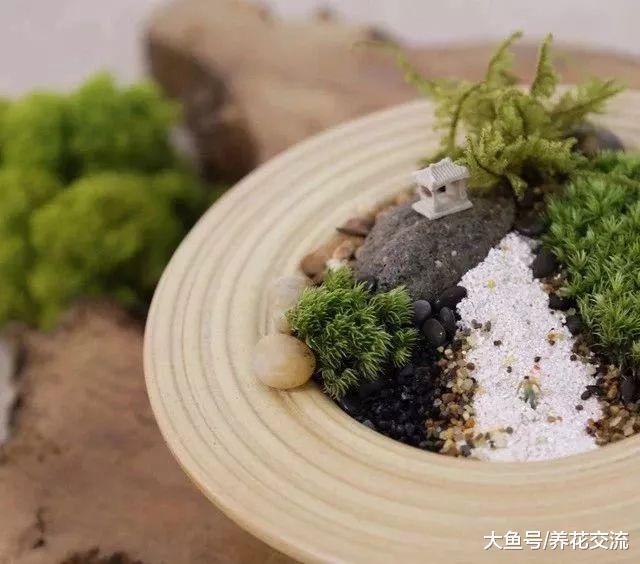 屋檐下的苔藓不要都清理掉, 挖回家放在玻璃瓶里就能变成盆景