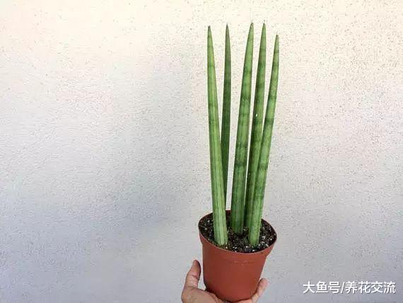 虎皮兰如何养护才能长出更多侧芽, 日常养护的几个技巧