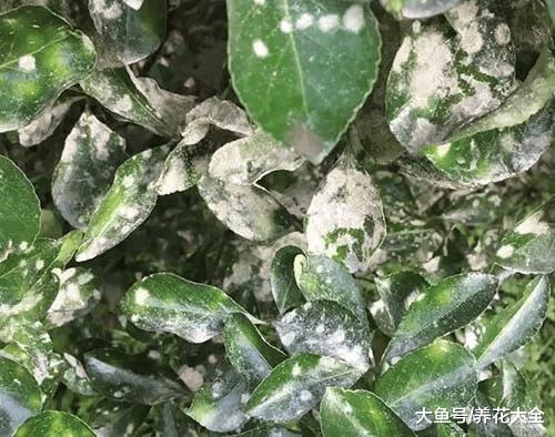 月季就是药罐子? 学会这5个技巧, 保你月月开花不招虫!