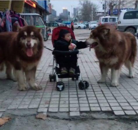 一幼儿在小推车内被两条巨型犬包围, 众人得知真相后纷纷气愤不已