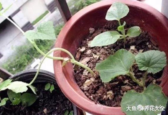 黄叶又不开花? 这样一处理, 比新买的还要好看!