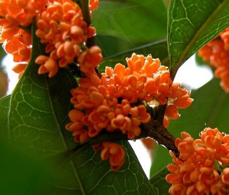 卧室养花不如“养树”, 样子耐看, 释放“香气”比香薰管用!