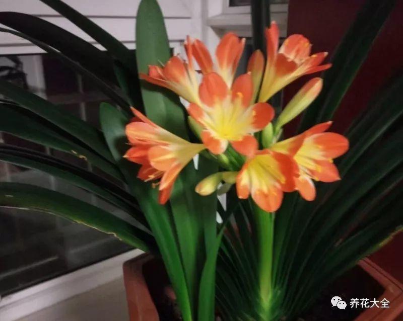 君子兰夏天休眠? 带盆埋在沙子里, 开成一个大花球!