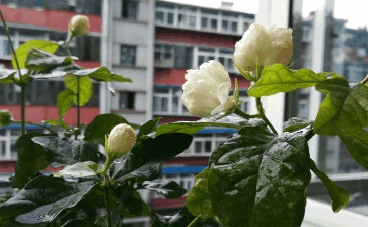 高温的夏天, 这4点没注意, 花死得只剩盆!