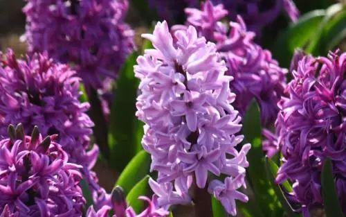 养花人必看, 五月份我们需要为花卉做这些事情了!