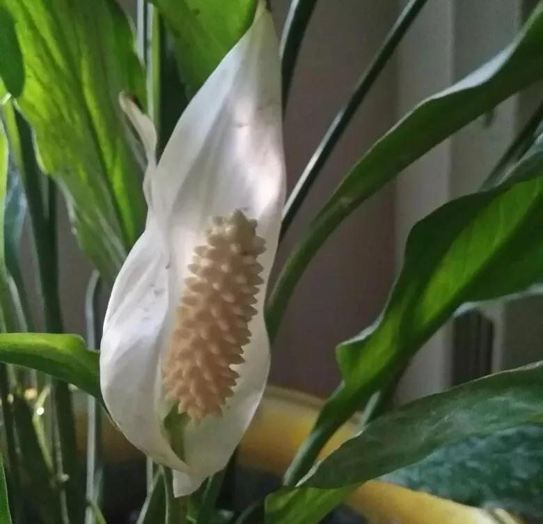 这20种花, 越阴凉长得越旺, 没太阳也能开爆盆!