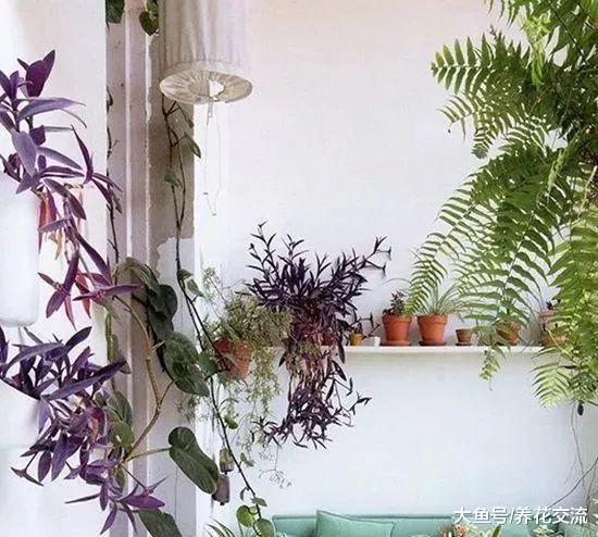这15个花友的室内植物摆设你更喜欢哪个, 室内绿洲就是这感觉